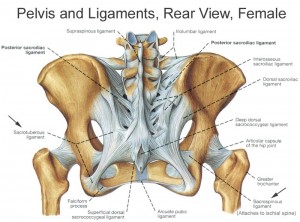 Pelvis Ligaments Rear Female